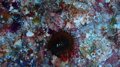 Palythoa grandiflora