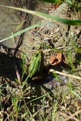 Pelophylax lessonae