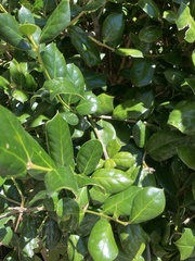 Ilex crenata