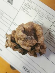 Thelephora americana