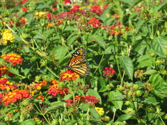 Danaus plexippus