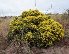 Ericameria laricifolia