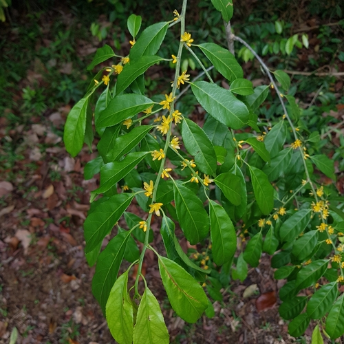 Image of Indorouchera griffithiana by (c) pbsg, some rights reserved (CC BY)
