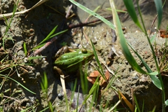 Pelophylax lessonae