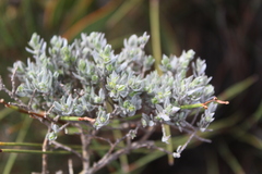 Amphithalea violacea