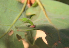 Atrusca clavuloides