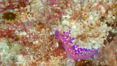 Coryphellina arveloi