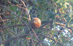 Andricus quercuscalifornicus