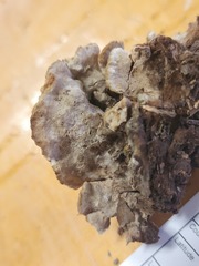 Thelephora americana