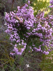 Erica hirtiflora