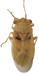 Engistus exsanguis