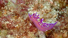 Coryphellina arveloi