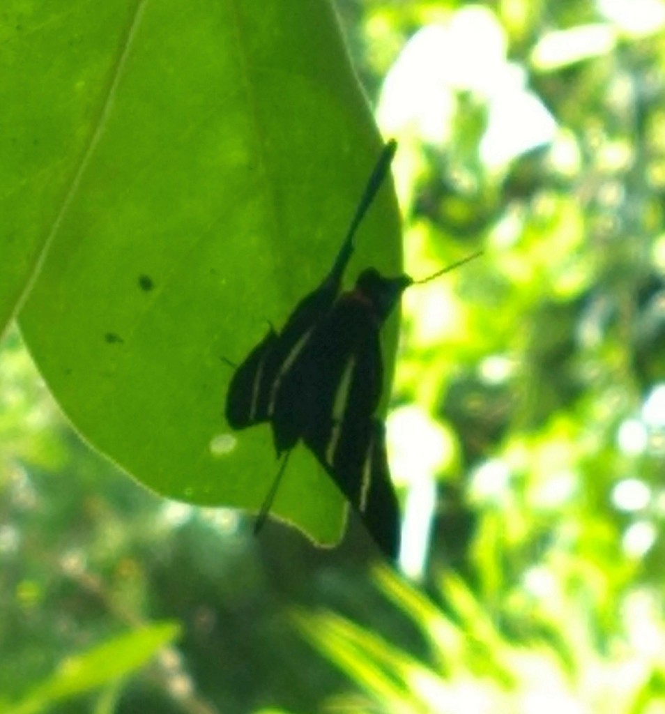 Rhetus arcius thia