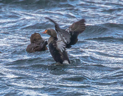 Somateria spectabilis