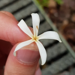 Willughbeia tenuiflora