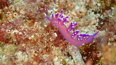 Coryphellina arveloi