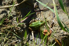 Pelophylax lessonae
