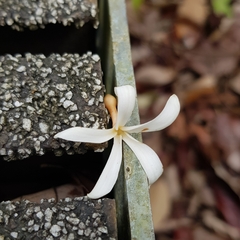 Willughbeia tenuiflora