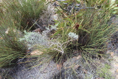 Amphithalea violacea