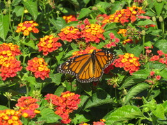 Danaus plexippus