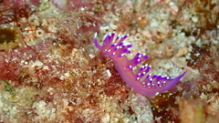 Coryphellina arveloi