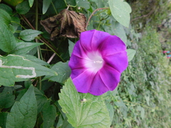 Ipomoea orizabensis