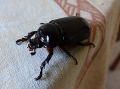 Cyphonistes vallatus