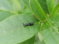 Mystacides azureus