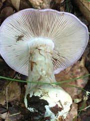 Cortinarius caerulescens