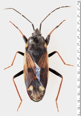 Eremocoris fenestratus