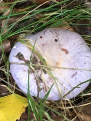 Cortinarius caerulescens