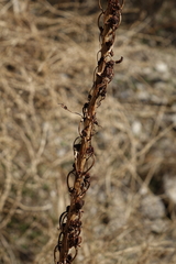 Eremurus spectabilis