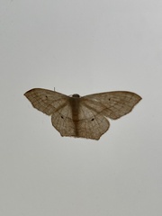 Scopula imitaria