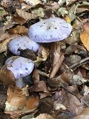 Cortinarius caerulescens