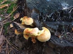 Hypholoma fasciculare