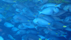 Acanthurus monroviae