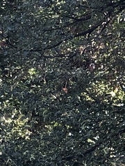 Cardinalis cardinalis