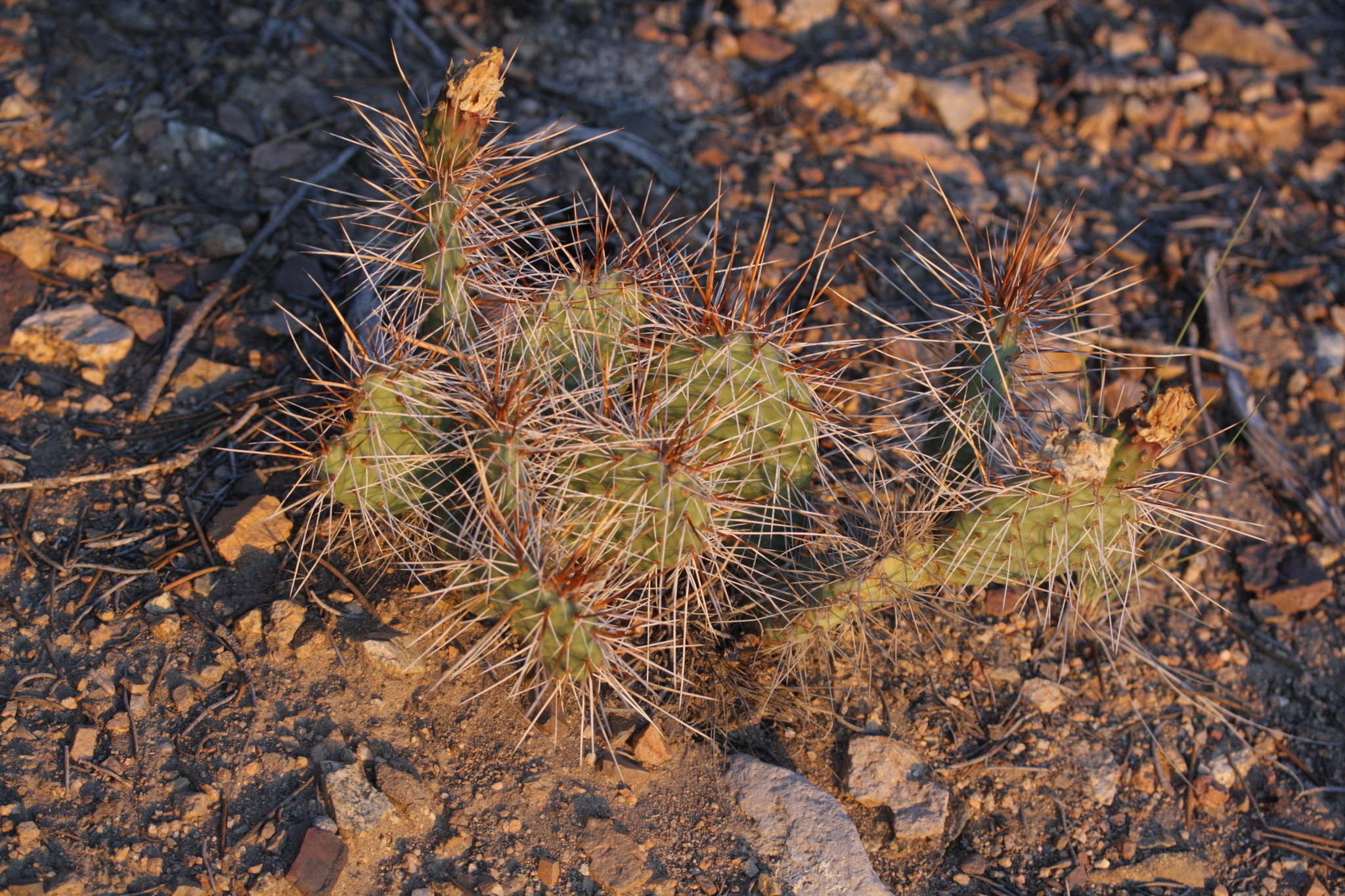 Opuntia polyacantha var. hystricina