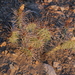 Opuntia polyacantha hystricina - Photo (c) James Bailey, μερικά δικαιώματα διατηρούνται (CC BY-NC), uploaded by James Bailey
