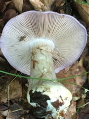 Cortinarius caerulescens