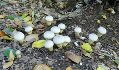 Lycoperdon perlatum