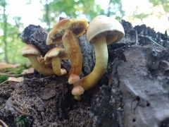 Hypholoma fasciculare