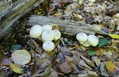 Lycoperdon perlatum