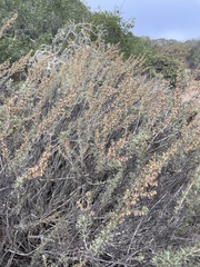 Artemisia californica