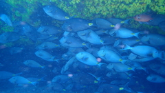 Acanthurus monroviae