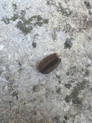 Stagmomantis carolina