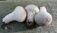 Lycoperdon perlatum