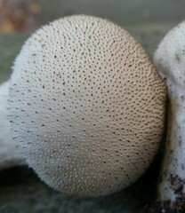 Lycoperdon perlatum