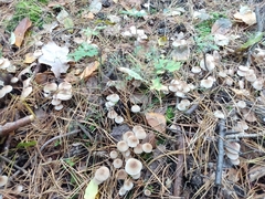 Mycena galericulata