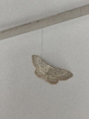 Idaea minuscularia